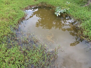 Beautiful water pond in Sri Lankan Jungle 