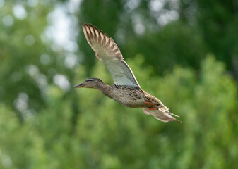 The duck flaps its wings and flies