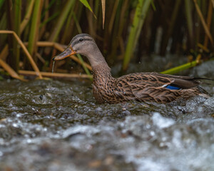The duck swims and dives in big waves