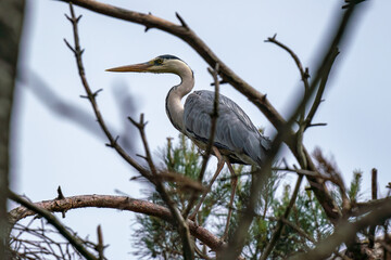 The gray heron lurked in the bushes