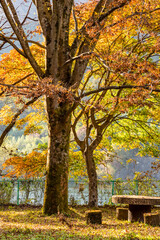 秋の紅葉が美しい草木湖ほとりの公園