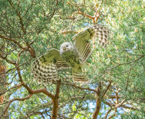 Owl flies between forest trees