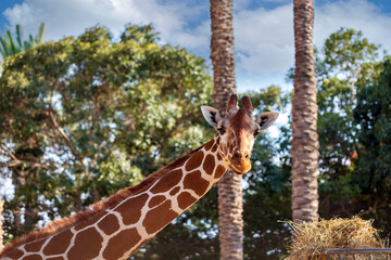 Giraffe is so beautiful and funny. Portrait of a giraffe (giraffa camelopardalis) is an african...