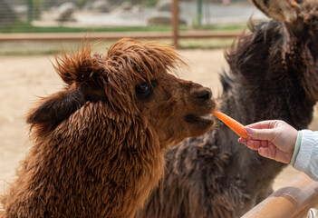 llama eating from the hand of a child (Lama glama) © fernando
