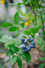A wonderful sprig of blueberries. Delicious and very healthy berry. Growing a vegetable garden on your site. For an article on blueberries. Summer harvest for jam or freezing.