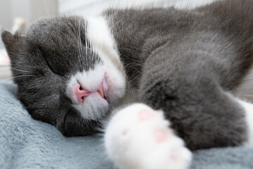 昼寝中の猫