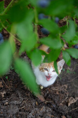 Ginger kitten helps to harvest blueberries. Growing berries on your site. Delicious and healthy food.