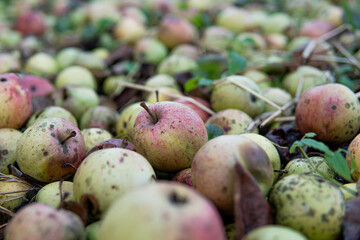 fallen apples in the garden in autumn