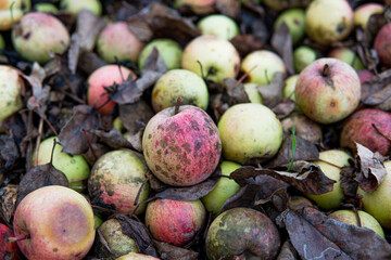 fallen apples in the garden in autumn