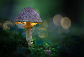 glowing mushroom