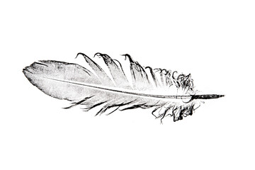 a feather printed on paper - graphic imprint