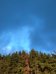 clouds over the forest