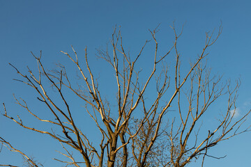 Old dried up spruce crown against a white cloud sky. High resolution photo