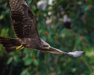 Black kite flying