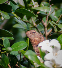 A beautiful Lizard looking