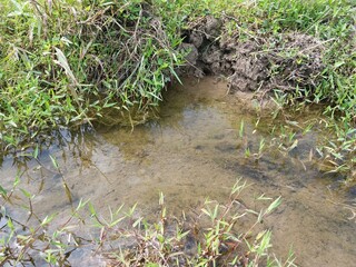 Small canal in Sri Lankan Jungle