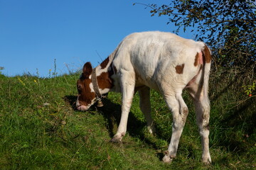 Newborn baby longhorn calf exploring the grasslands