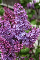 Branch of a blossoming lilac with five-petal and six-petal flowers