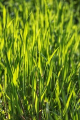 Bright green blades of grass glow in the sunlight