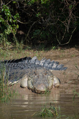 Biggest Indian crocodile bhitarakanika national park