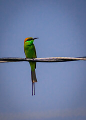 blue and yellow bee eater