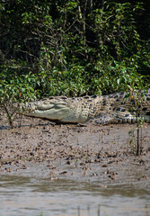 A most dangerous animals crocodile