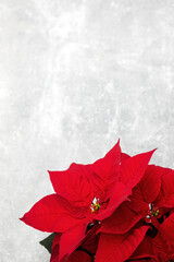 red Christmas flower poinsettia on a gray background, top view, copy space