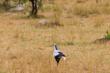 Secretarybird or secretary bird (Sagittarius serpentarius) walking in Serengeti national park, Tanzania