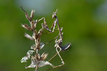 Close up of pair of Beautiful European mantis ( Mantis religiosa ).
