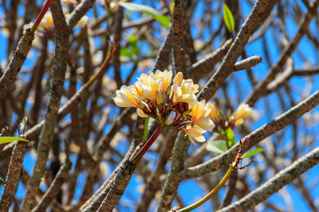 Beautiful blooming Plumeria tree, also known as Frangipani and Temple tree