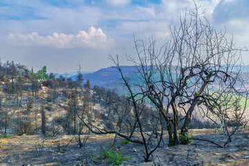 Burnt trees in Har HaTayyasim (pilots mountain), West of Jerusalem