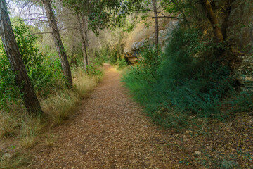 Forest footpath, in En Hemed National Park (Aqua Bella)