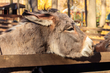 Donkey in a paddock on farmyard