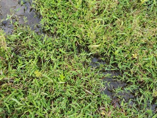 Sri Lankan Green Grass with Nature Background