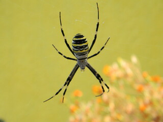 spider