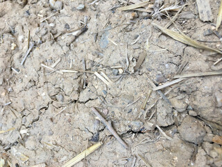 Cracked soil because of drought.