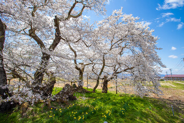 福島県　満開の石部桜