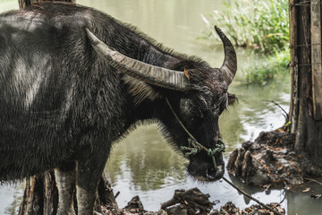 cow in the woods