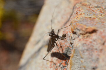 closeup of a praying mantis on a rock