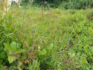 Green plant with grass in jungle