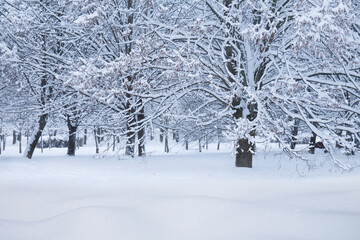 Nature Winter landscape