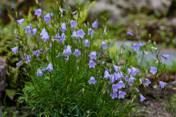 Obraz na płótnie Canvas Wild bell flowers in natural background/ Blue flowers of Campanula rotundifolia. Wild flowers and herbs in landscape design. 