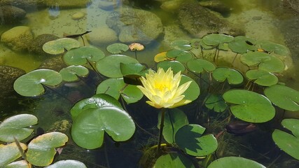 Flor de Loto o Nenúfares amarillos con hojas verdes en estanque