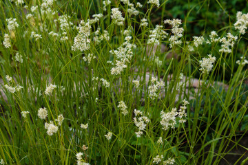Luzula nivea, commonly known as snow-white wood-rush, snowy wood-rush and lesser wood-rush