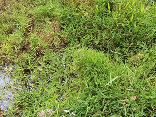 Green plant with grass in jungle