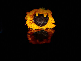 Kwiat słonecznika na ciemnym tle - obrazy, fototapety, plakaty