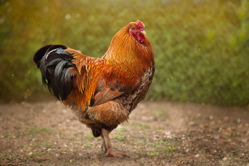 Red rooster in the farm. 