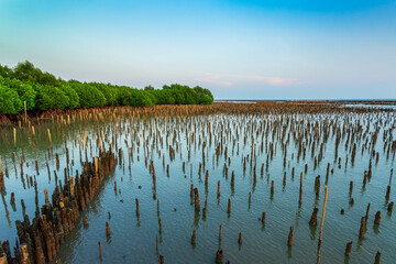 coastline and mangroves,Mangrove forest and shallow waters in a Tropical island