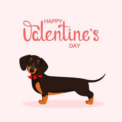 Cute dachshund with hearts. Valentine's Day card with a dog.
