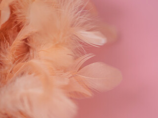 Texture de plumes orange saumon sur fond rose avec espace vide pour fond et arrière-plan